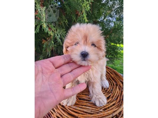 PoulaTo: Κουτάβια Maltipoo